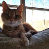 Chester Animal Hospital ico