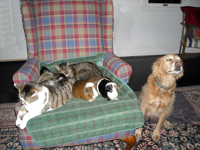 Chester Animal Hospital Picture 7