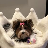 Black River Veterinary Hospital ico