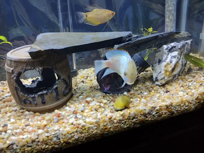 Aquatic Creations Ltd Picture 10