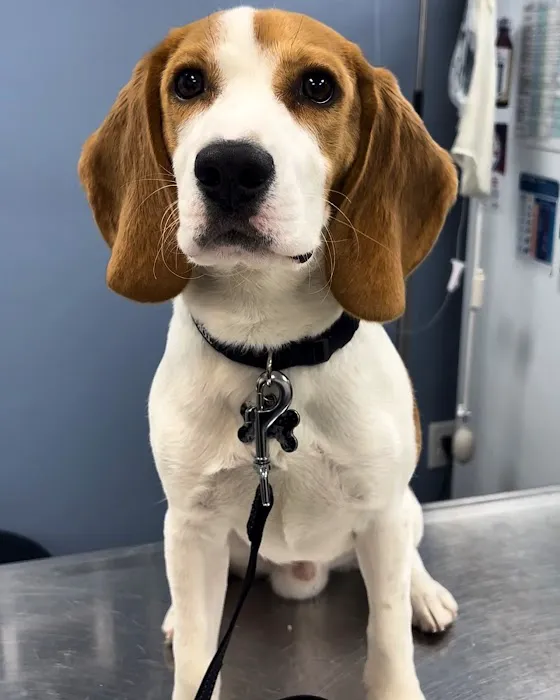 Budd Lake Animal Hospital Picture 8