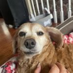 Animal Care Centers
