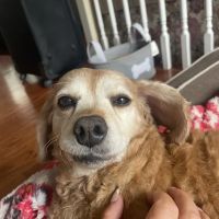 Animal Care Centers ico