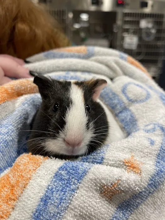 Animal Care Centers Picture 8
