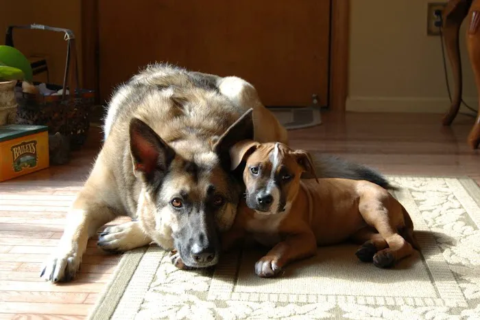 Hackettstown Animal Hospital Picture 8
