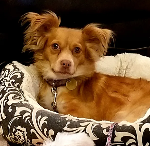 Hackettstown Animal Hospital Picture 9