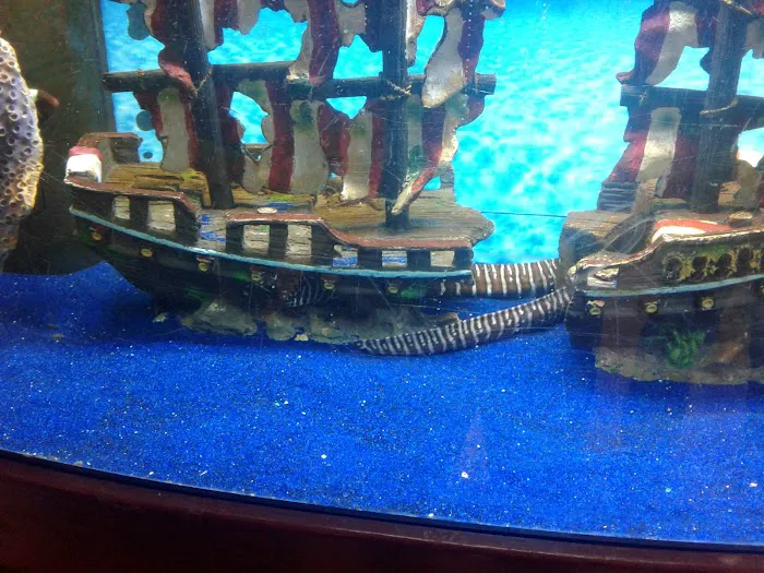 Congressional Aquarium Picture 7