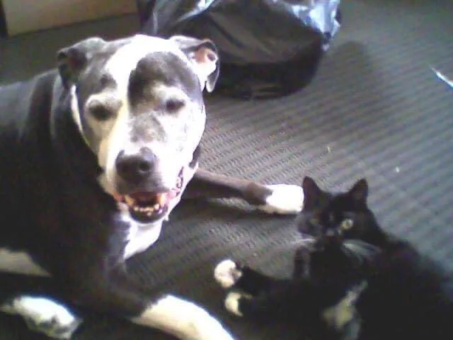 Flanders Veterinary Clinic Picture 9