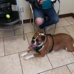 Kutztown Animal Hospital