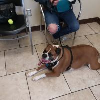 Kutztown Animal Hospital ico