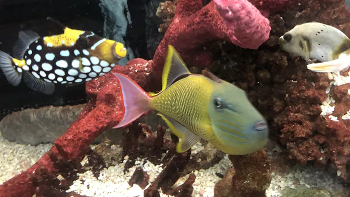 Tropical Lagoon Aquarium Picture 3