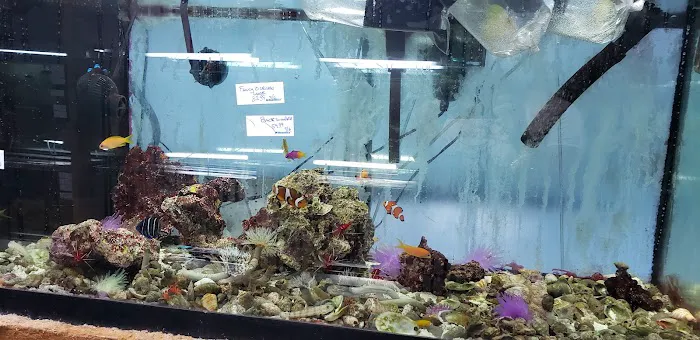 Tropical Lagoon Aquarium Picture 8