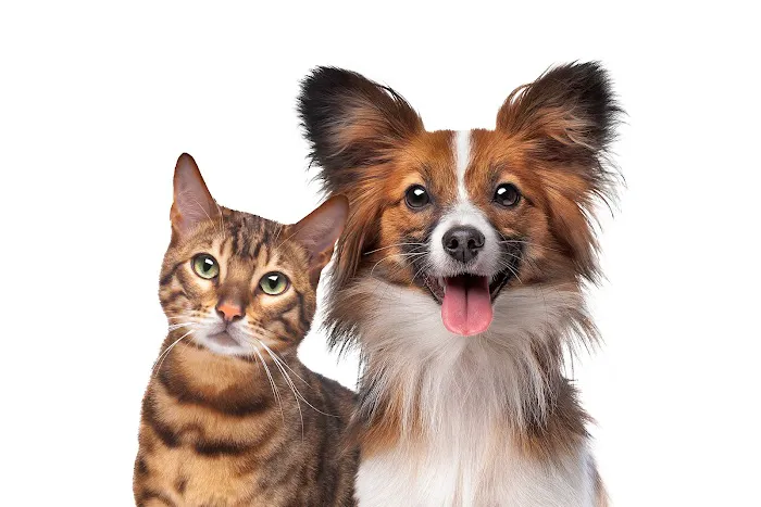 Country Doctor Veterinary Hospital Picture 3