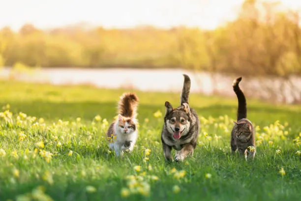 Country Doctor Veterinary Hospital Picture 2