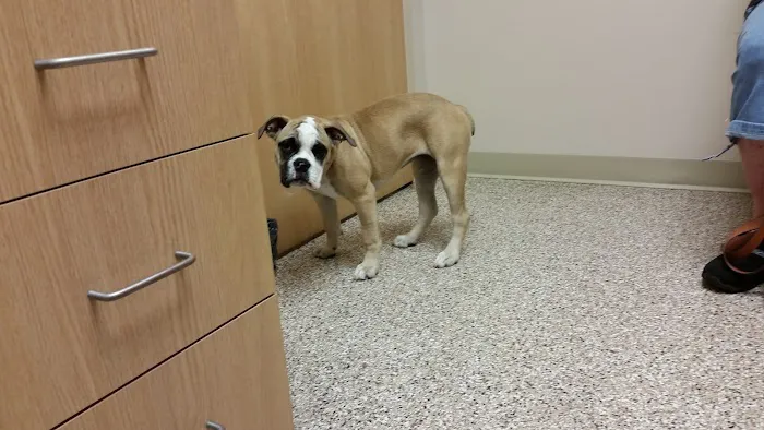 Swan Creek Veterinary Clinic Picture 2
