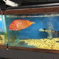 Eden Pets Supplies & Aquarium ico