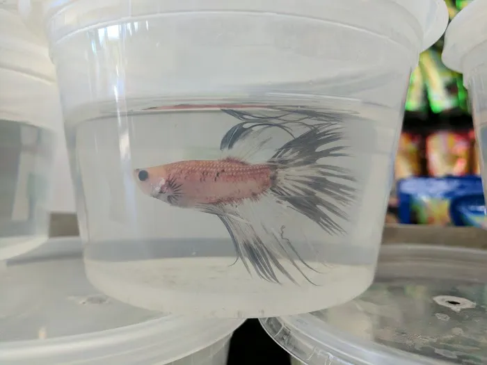 Eden Pets Supplies & Aquarium Picture 3