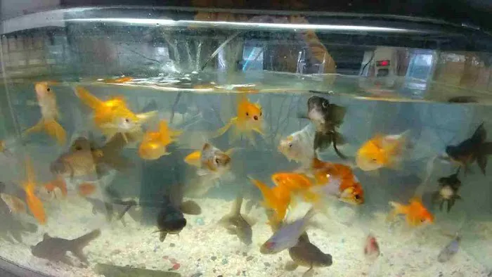 Eden Pets Supplies & Aquarium Picture 4
