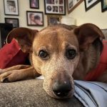 Willow Run Veterinary Clinic
