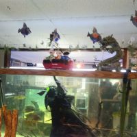 Animal Instincts Aquarium and Pet Center ico
