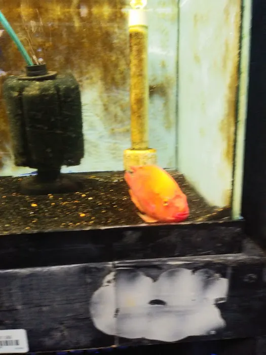 Animal Instincts Aquarium and Pet Center Picture 4
