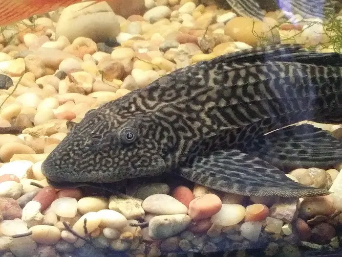 Animal Instincts Aquarium and Pet Center Picture 9