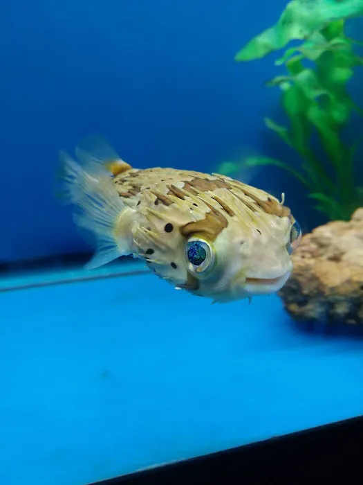 Fish Bowl Aquarium and Pet Mart Picture 2