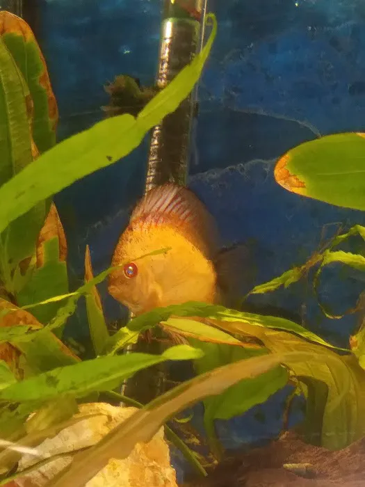 Fish Bowl Aquarium and Pet Mart Picture 6