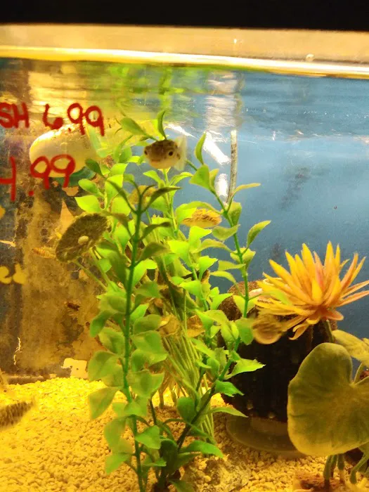 Fish Bowl Aquarium and Pet Mart Picture 9