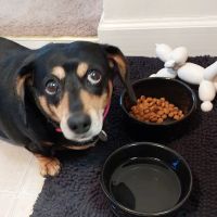 Willow Street Animal Hospital: Olson Marc DVM ico