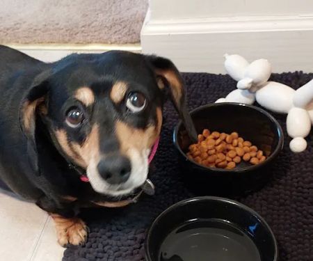 Willow Street Animal Hospital: Olson Marc DVM