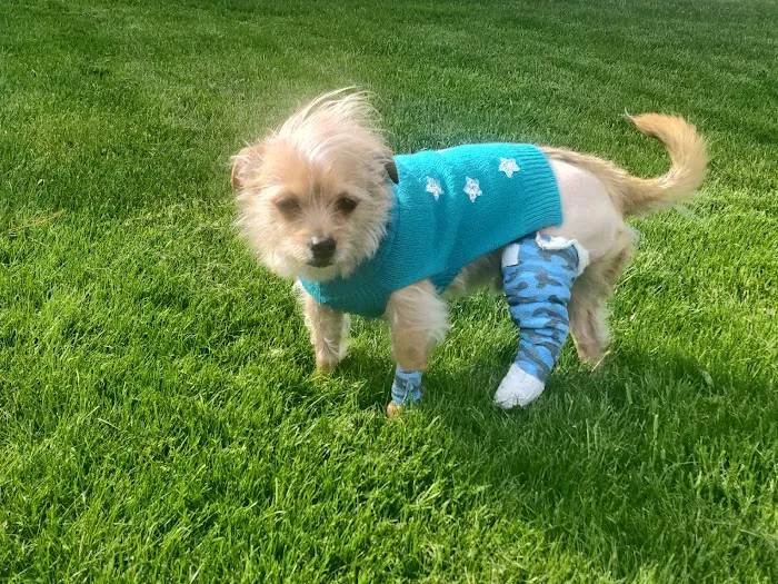 Animal Hospital of Willow Street Picture 1