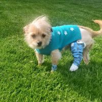 Animal Hospital of Willow Street ico