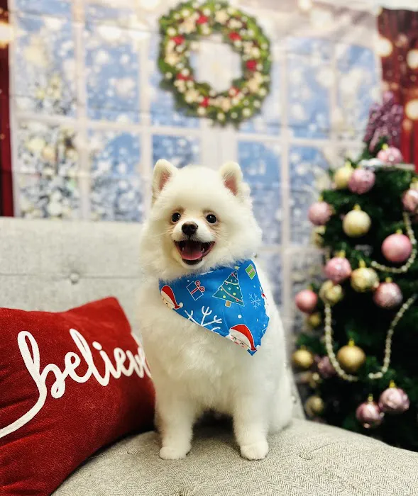ARCHIE PET CARE SPA Picture 6