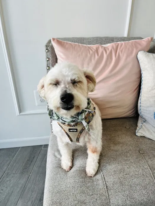ARCHIE PET CARE SPA Picture 9