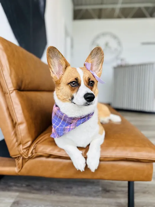 ARCHIE PET CARE SPA Picture 10