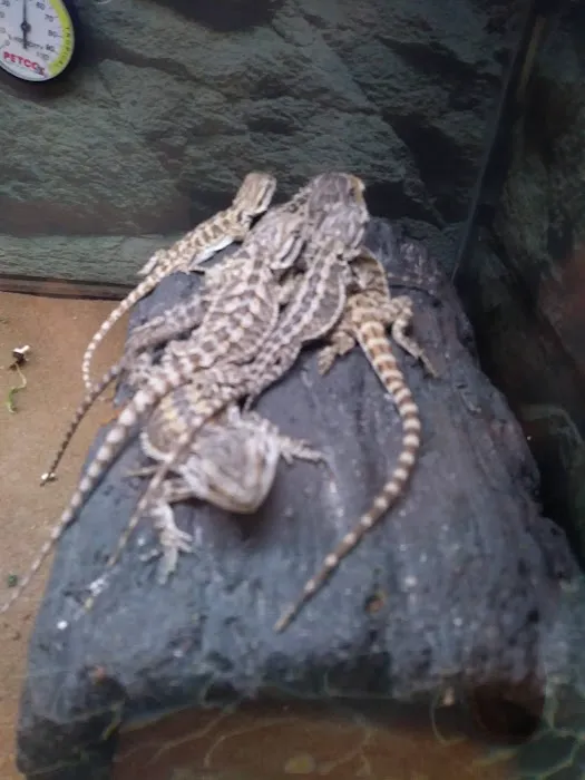 Petco Picture 3
