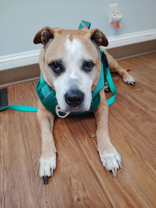 Friendly Paws Vet Clinic Picture 1