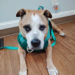 Friendly Paws Vet Clinic