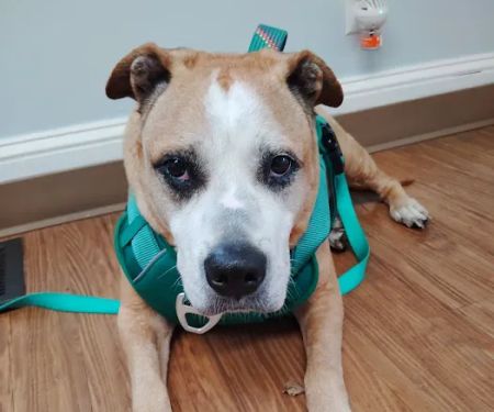 Friendly Paws Vet Clinic
