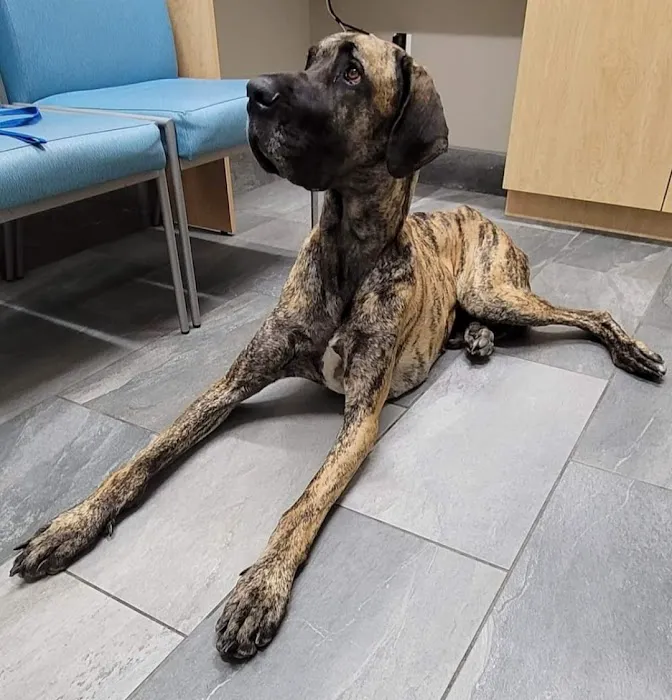 Friendly Paws Vet Clinic Picture 2