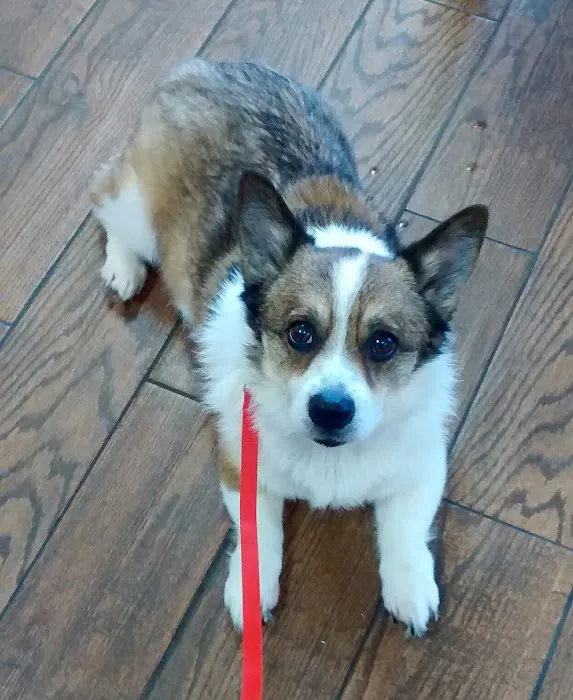 Friendly Paws Vet Clinic Picture 5
