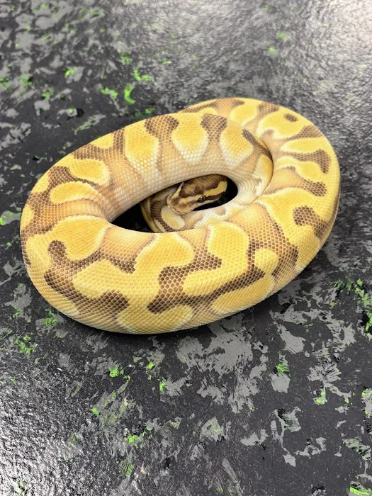 Showcase Reptiles Picture 2