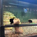 Showcase Reptiles
