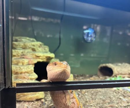 Showcase Reptiles