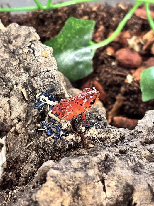Showcase Reptiles Picture 5