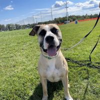 PetVet Vaccination Clinic ico