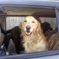 Aberdeen Veterinary Clinic ico