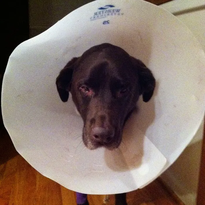 Aberdeen Veterinary Clinic Picture 5
