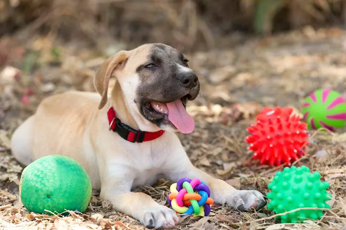 Honest Pet Products Picture 2